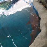 Oceanário Tamar de Aracaju