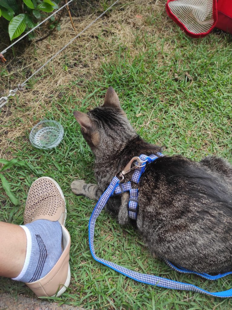 dicas para levar seu pet no avião