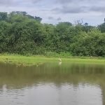 Passeio de barco no Pantanal